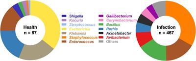 Commensal bacteria contribute to the growth of multidrug-resistant Avibacterium paragallinarum in chickens